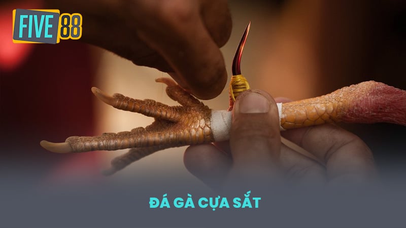 Đá gà cựa sắt